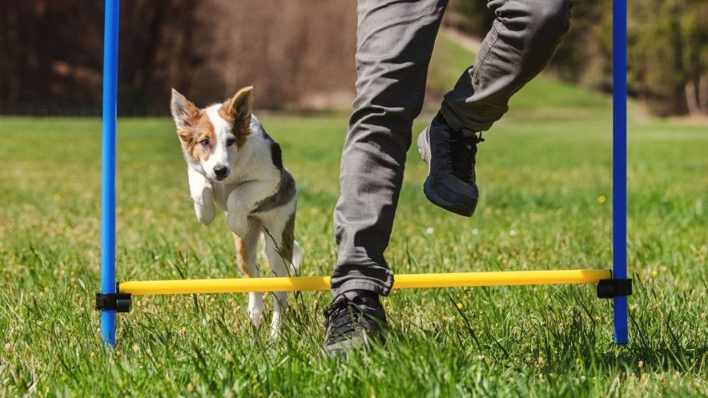 come fare sport con il cane