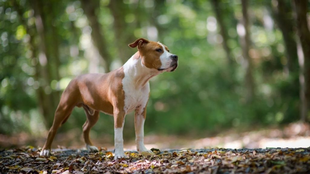 AMSTAFF
