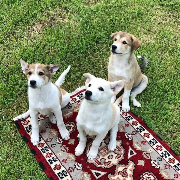Canaan dog carattere
