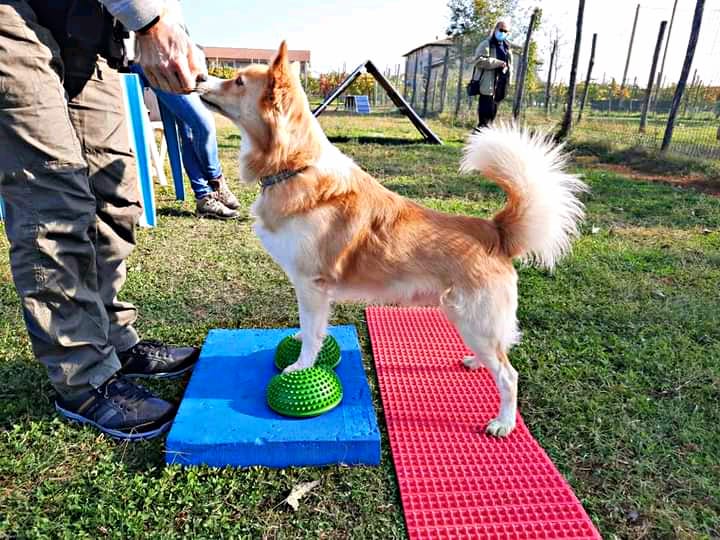 Il Dog Balance Fit è la ginnastica propriocettiva, funzionale e posturale nata in Italia con l’obiettivo non solo di preparare atleticamente il cane, ma soprattutto di migliorare la qualità della sua vita quotidiana.