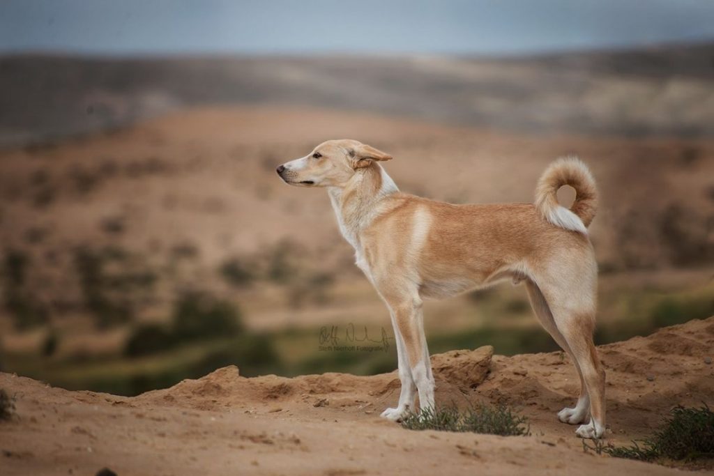 Canaan dog