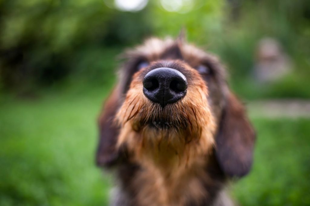 Perchè il cane annusa?