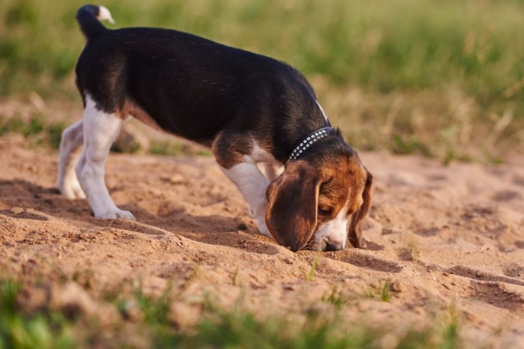 Il naso del cane. Un grande naso