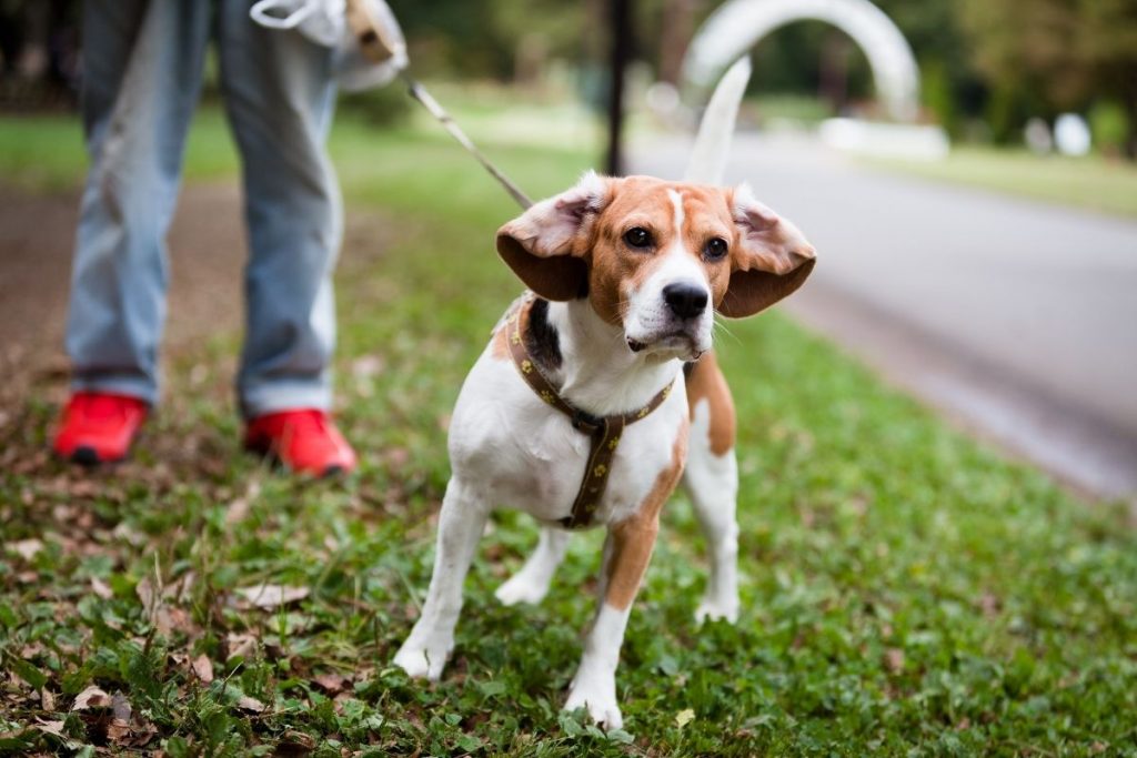 Perchè il cane annusa?