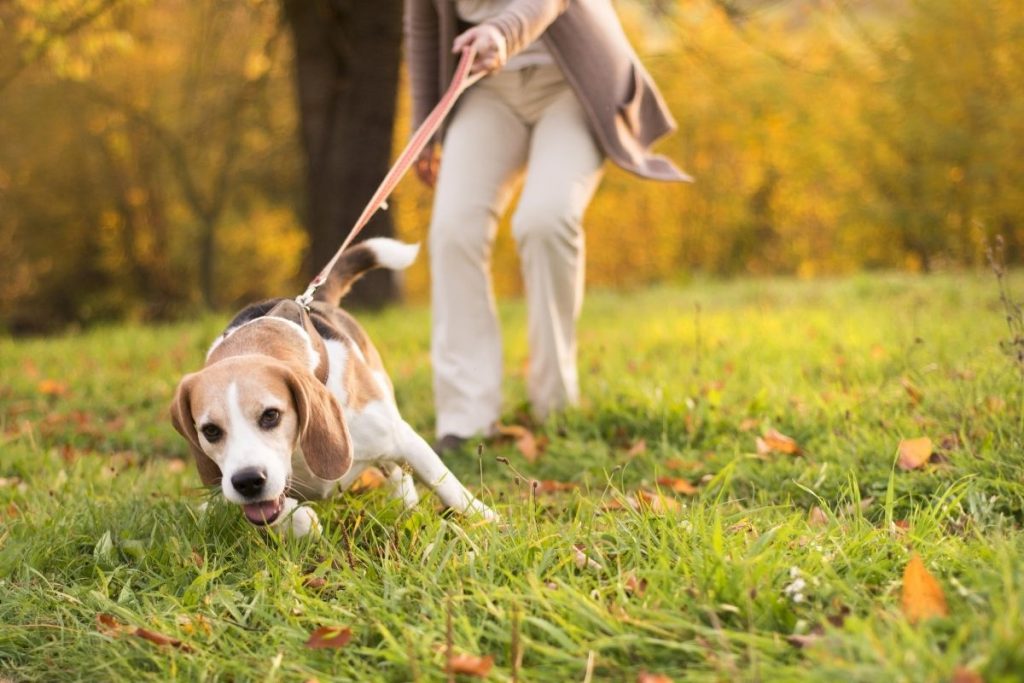 Perchè il cane annusa?