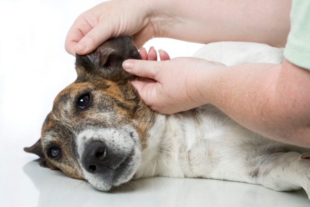 Come controllare se il cane ha preso un forasacco