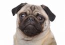 Il Carlino non è un cane in salute, secondo uno studio inglese.