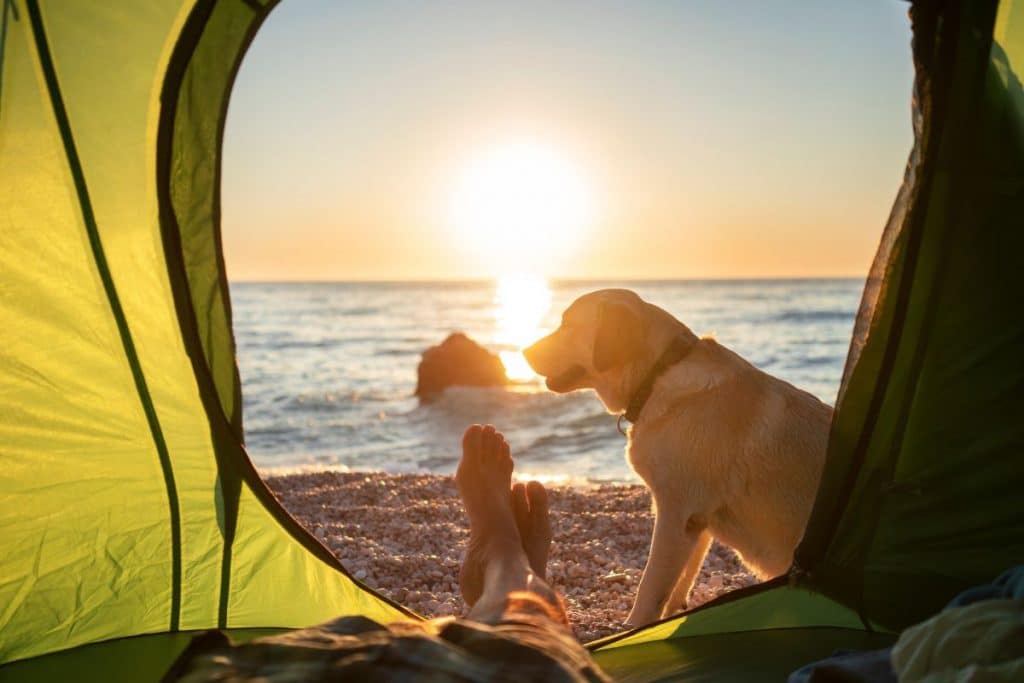 I cani hanno una personalità