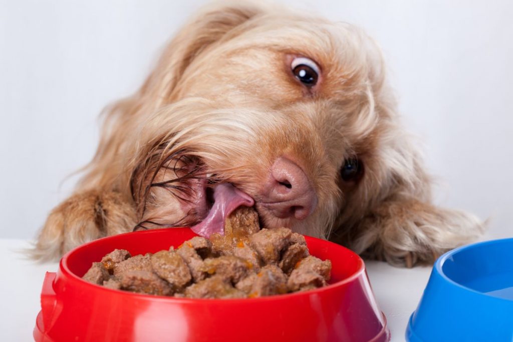 comportamento alimentare del cane