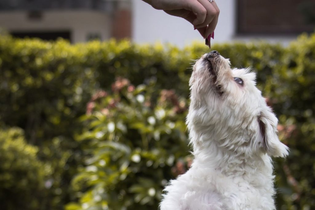 L'immagine mostra un cane premiato con il cibo...elemento centrale nel comportamento alimentare del cane di cui non abusare, secondo le autrici dell'articolo