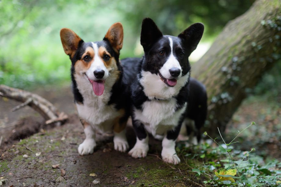 Corgi in ambiente rurale