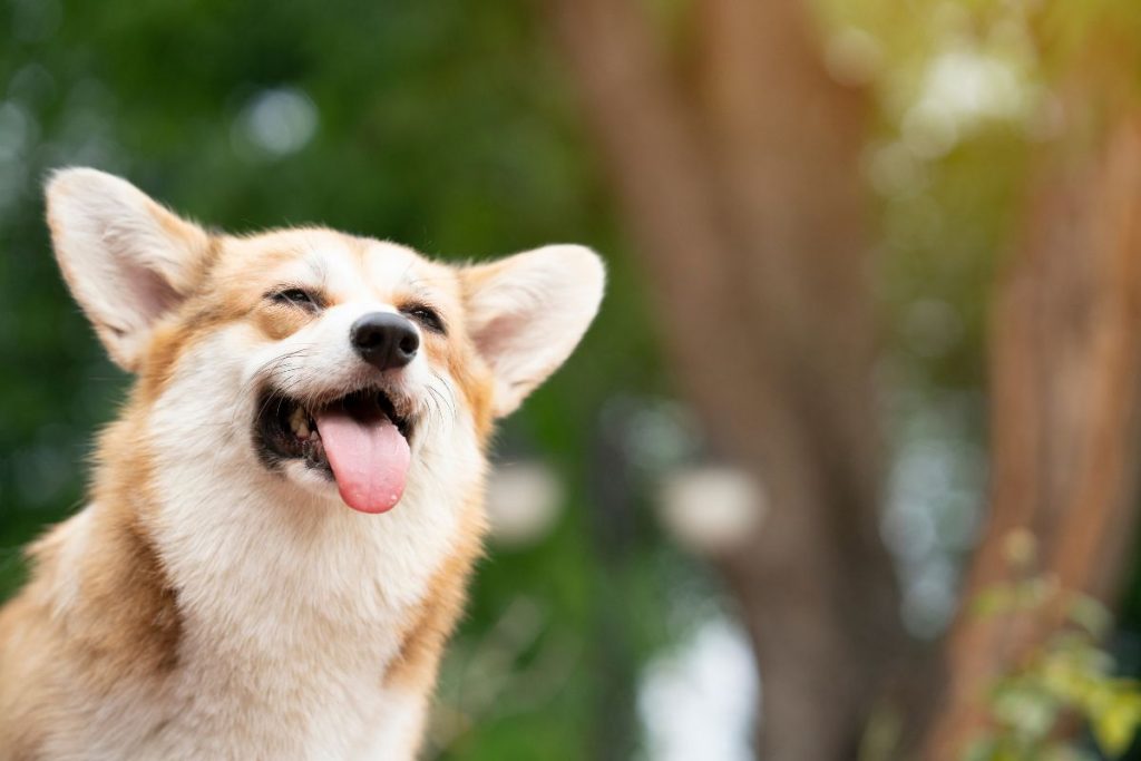 Welsh Corgi simpatico cane