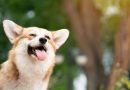 Corgi che passione! Tutti i gadget e i libri su questa simpatica razza.