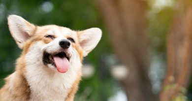 Corgi che passione! Tutti i gadget e i libri su questa simpatica razza.