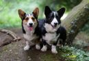 Welsh Corgi: carattere, bisogni reali e cosa sapere prima di sceglierlo