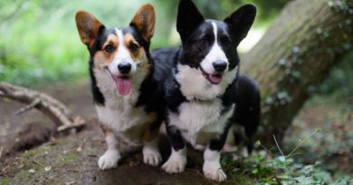Welsh Corgi: carattere, bisogni reali e cosa sapere prima di sceglierlo