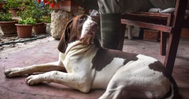 Quello che i cani da caccia non dicono