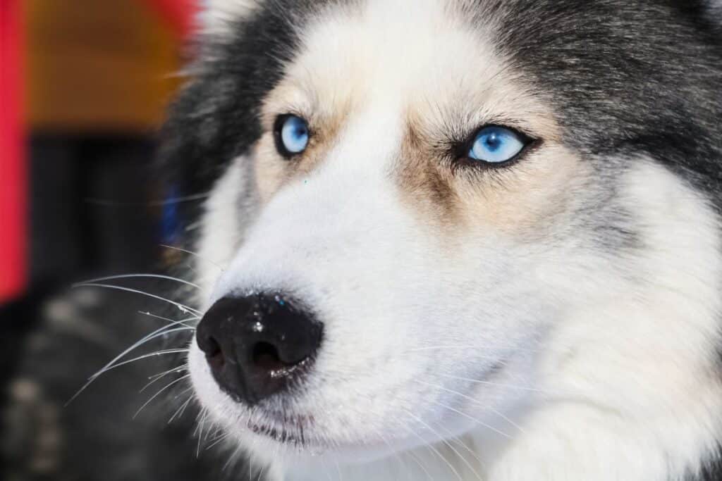 a cosa servono i baffi dei cani?