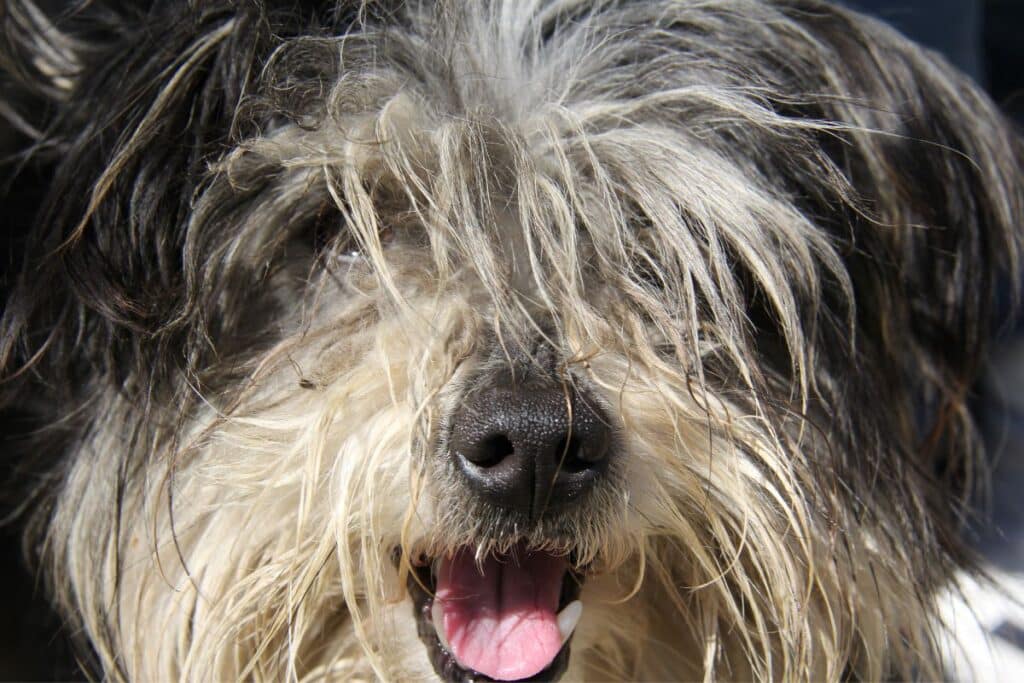 A cosa servono i baffi e le sopracciglia al cane?