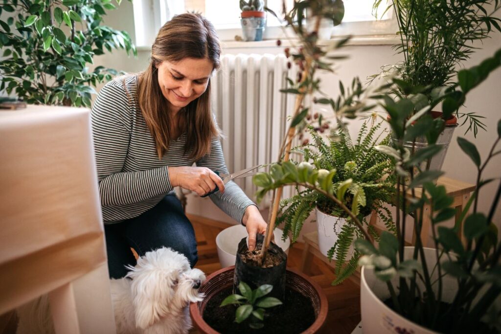 Quali piante non possiamo tenere in casa se abbiamo un cane