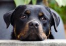 Rottweiler: origini e caratteristiche