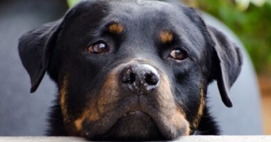 Rottweiler: origini e caratteristiche