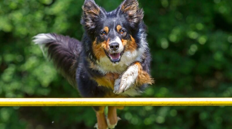 Dog sport: la guida