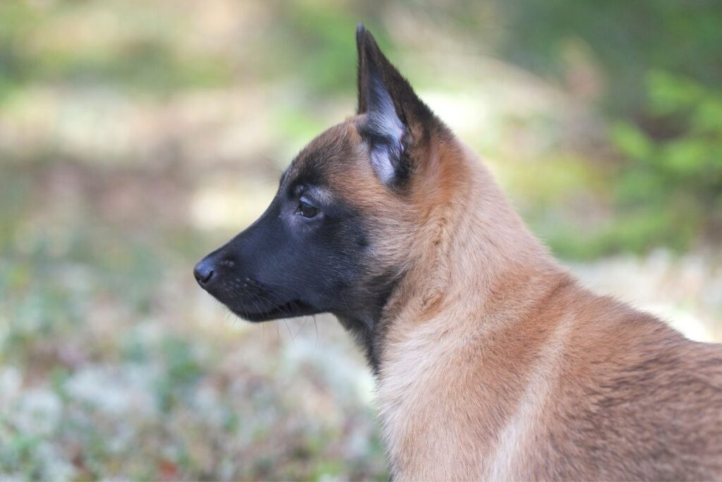 Pastore Belga Malinois