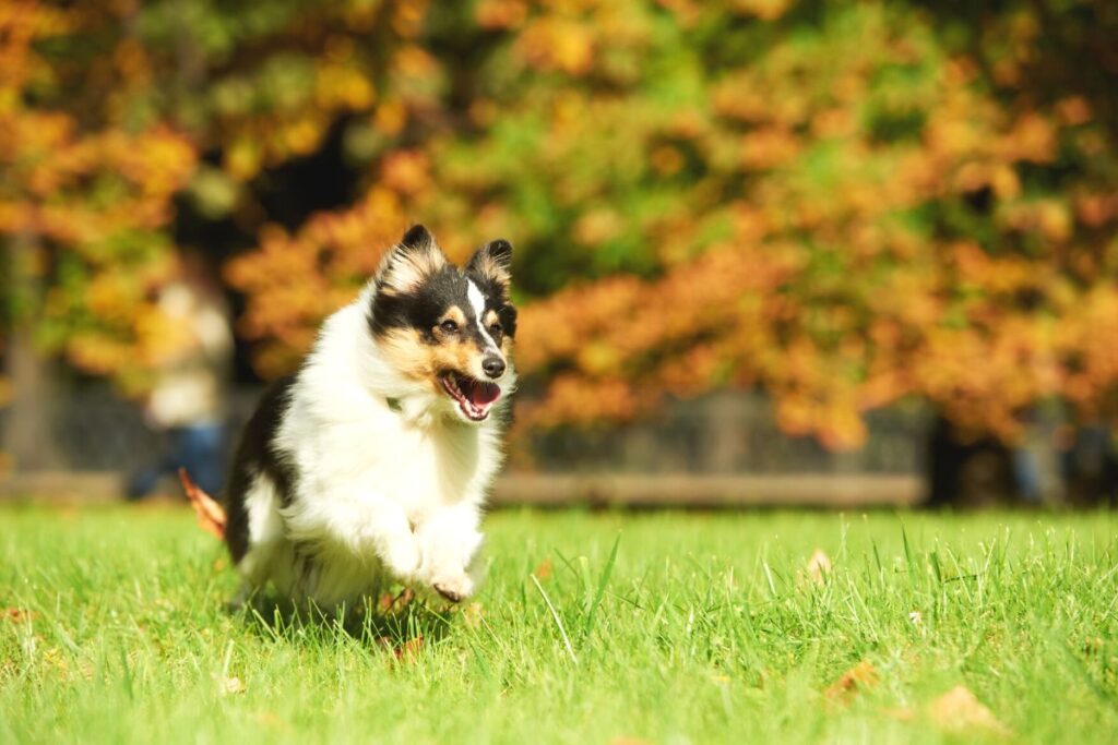 Shetland Sheepdog