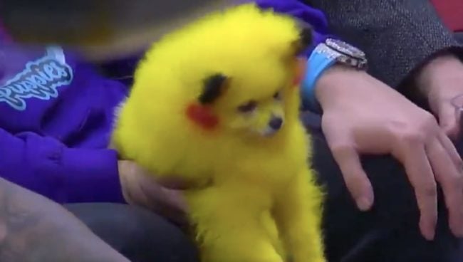 Titolare di un negozio per animali tinge il proprio cane con i colori di Pikachu: denunciato per maltrattamenti