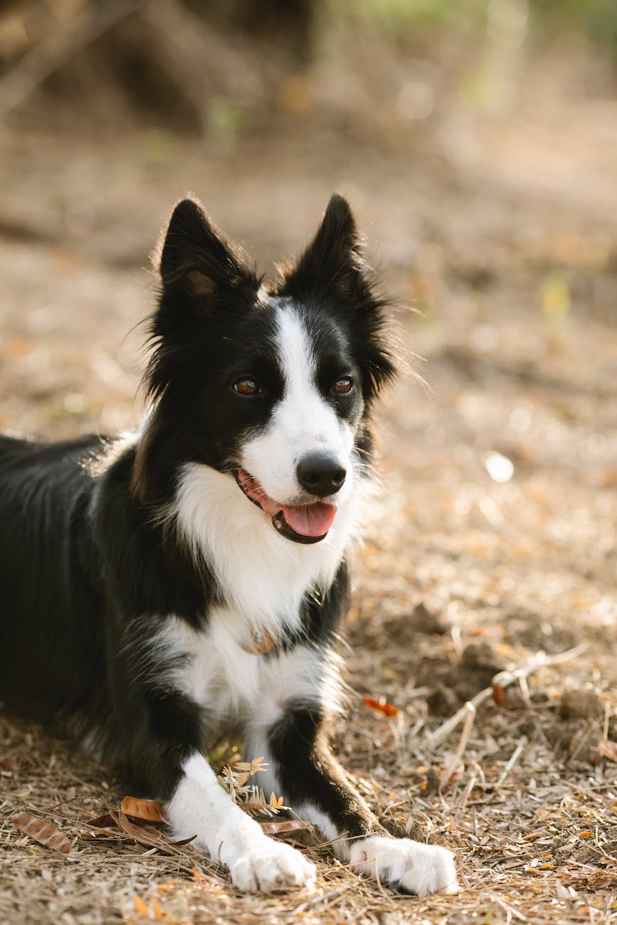 border collie resting on grass in park