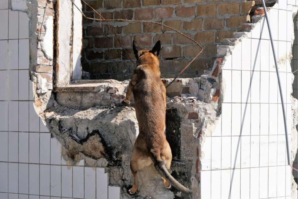Cane da ricerca su macerie (Immagine di archivio)