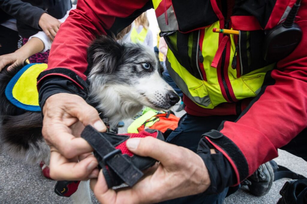 Cane da ricerca su macerie (Immagine di archivio)