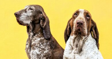 5 differenze tra te e un Bracco Italiano
