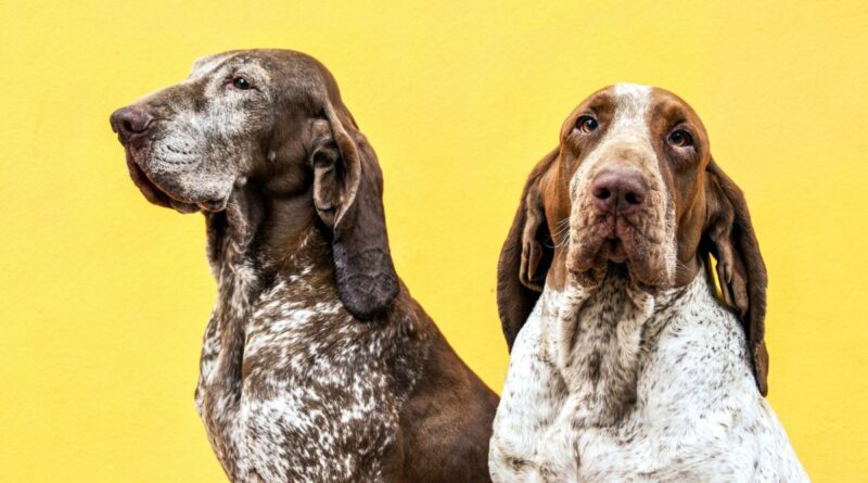 5 differenze tra te e un Bracco Italiano