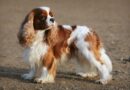 Il Cavalier King Charles spaniel: la storia di un cane nobile e affettuoso
