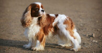 Il Cavalier King Charles spaniel: la storia di un cane nobile e affettuoso