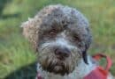 Il Lagotto Romagnolo è un’antica razza di cani da riporto in acqua che risale al XVI secolo. Oggi famoso per il tartufo e per il Crufts