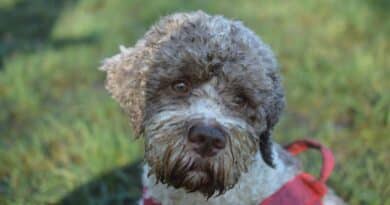 Il Lagotto Romagnolo è un’antica razza di cani da riporto in acqua che risale al XVI secolo. Oggi famoso per il tartufo e per il Crufts
