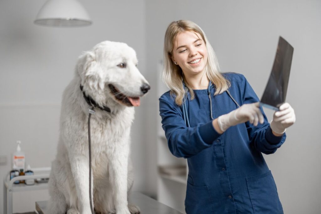 polizze per cani.Copertura per spese veterinarie