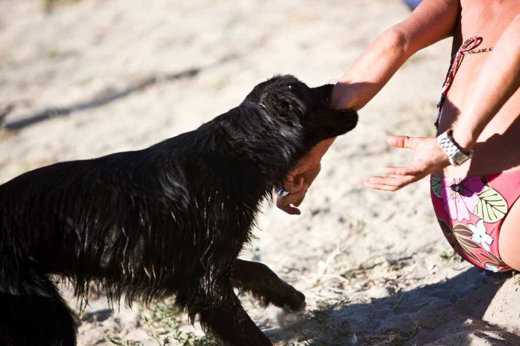 Scopri tutto quello che devi sapere sulle polizze per cani e se sono obbligatorie. Leggi l'articolo per capire cosa coprono le assicurazioni per cani, come funzionano, i costi e molto altro ancora