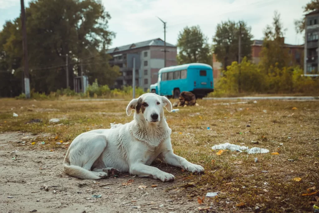 I cani di Chernobyl