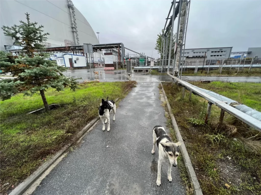 I cani di Chernobyl