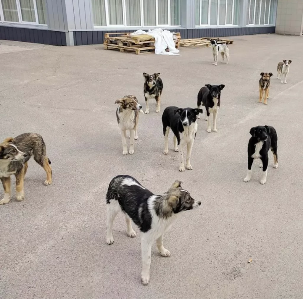 I cani di Chernobyl