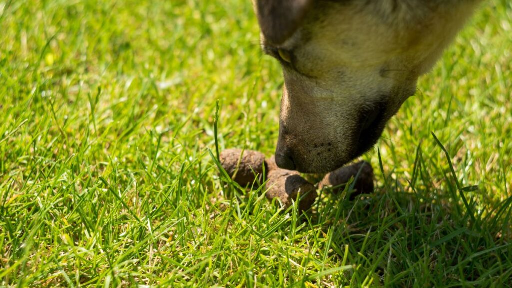 Il falso mito del "concime naturale": perché è importante raccogliere le deiezioni dei cani