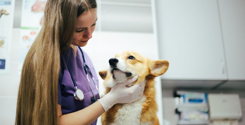 Farmaci veterinari? Perchè costano così tanto