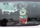 Trasporto di cani e gatti in auto: le regole del Codice della Strada e le multe Trasporto di cani e gatti in auto: le regole del Codice della Strada e le multe