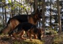 Pastore Tedesco: alla scoperta del Re delle razze canine