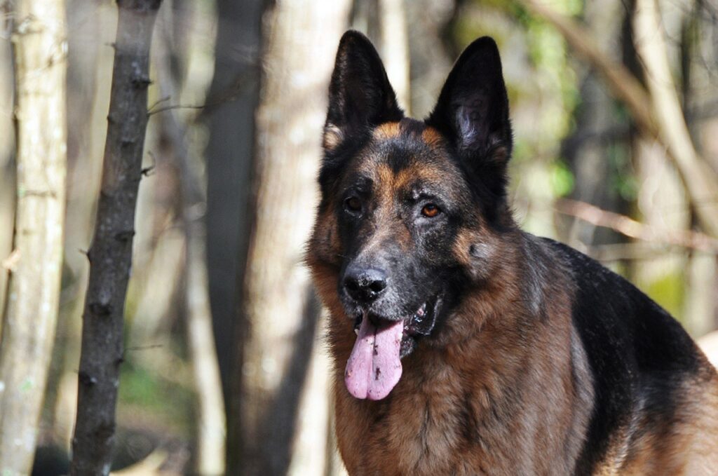 Pastore Tedesco: il re delle razze canine