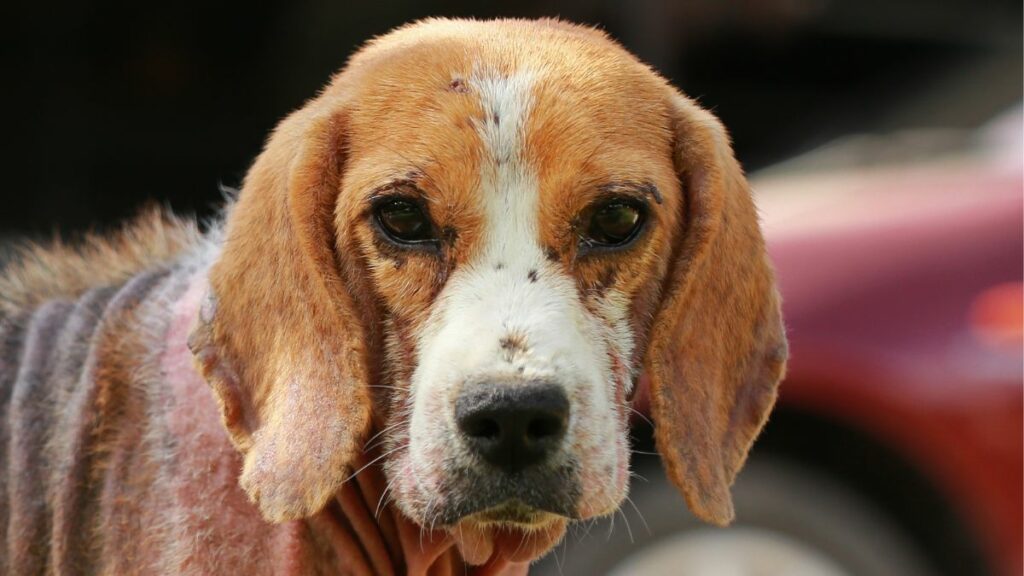 Rogna Sarcoptica nel cane